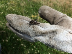 Scaptia adrel