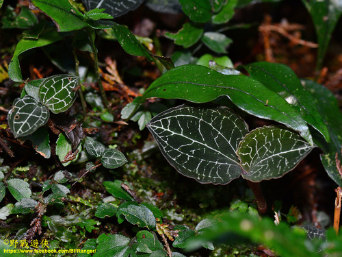 Anoectochilus formosanus iNat (2)