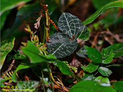 Anoectochilus formosanus