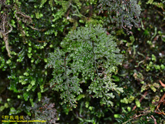 Hymenophyllum polyanthon