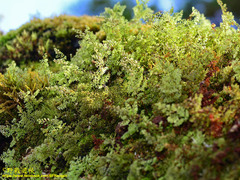 Hymenophyllum polyanthon