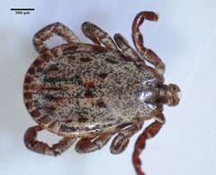 Dermacentor occidentalis