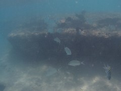 Diplodus bermudensis