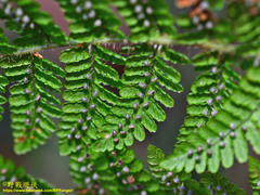 Dryopteris peranema
