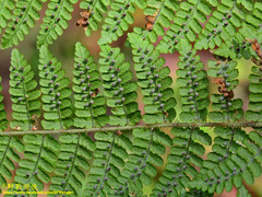 Dryopteris peranema