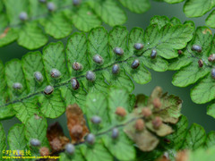 Dryopteris peranema
