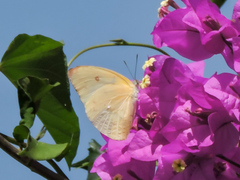 Aphrissa statira statira