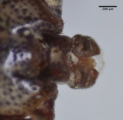 Dermacentor occidentalis