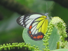 Delias hyparete luzonensis