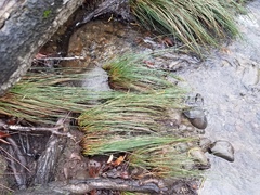 Juncus effusus pacificus