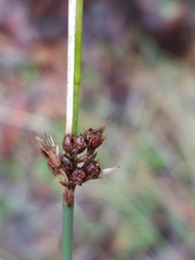 Juncus effusus pacificus