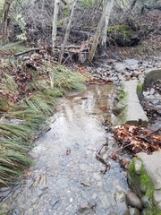 Juncus effusus pacificus
