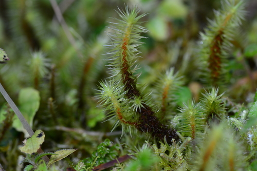 Breutelia arundinifolia