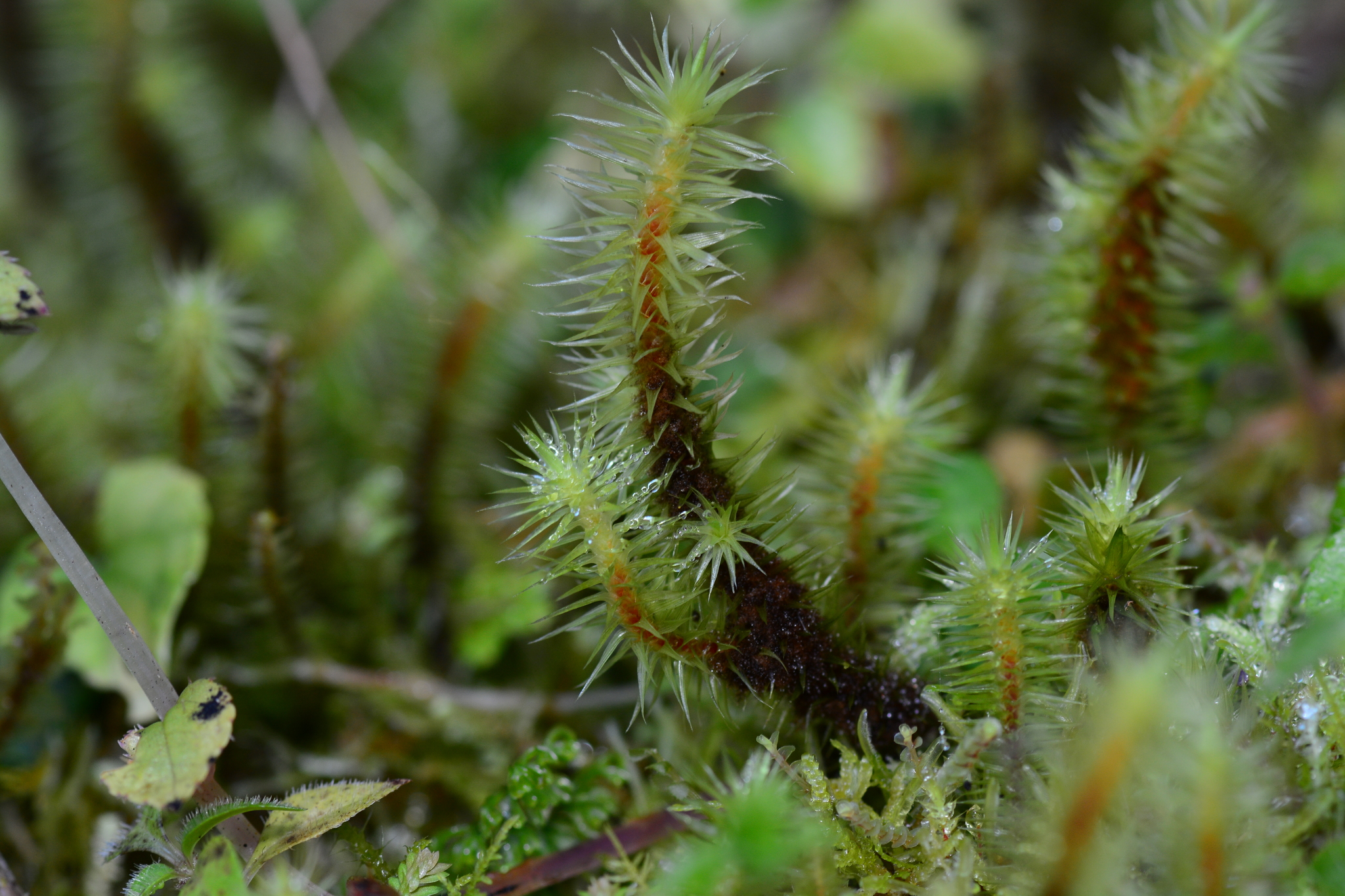 Breutelia arundinifolia