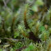 Breutelia arundinifolia - Photo (c) Kinmatsu Lin, alguns direitos reservados (CC BY-NC), uploaded by Kinmatsu Lin