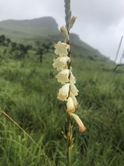 Watsonia watsonioides
