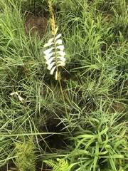 Watsonia watsonioides