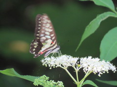 Graphium doson postianus