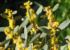 Acacia redolens