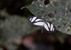 Moschoneura pinthous