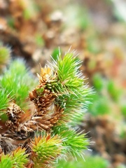 Selaginella hansenii