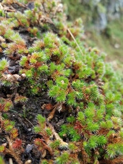 Selaginella hansenii