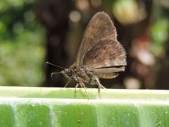 Pellicia dimidiata dimidiata