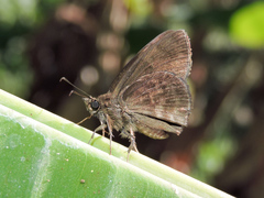Pellicia dimidiata dimidiata