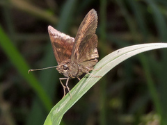 Pellicia dimidiata dimidiata
