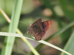 Pellicia dimidiata dimidiata