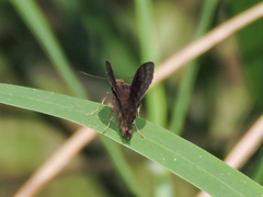 Pellicia dimidiata dimidiata