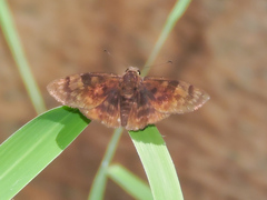 Pellicia dimidiata dimidiata