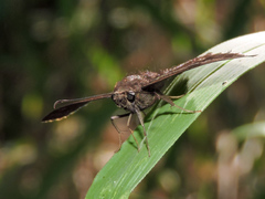 Pellicia dimidiata dimidiata