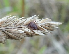 Haemaphysalis longicornis