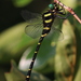 Jumbo Dragonfly - Photo (c) Jan Ebr, some rights reserved (CC BY), uploaded by Jan Ebr