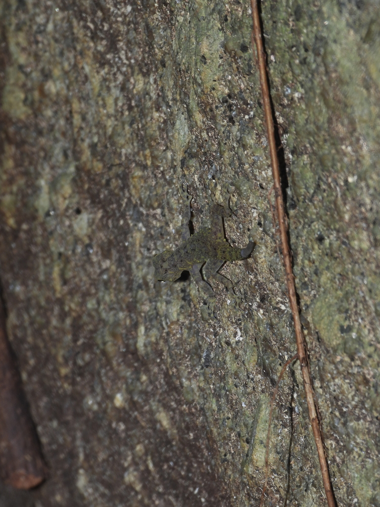 Ko Samui Rock Gecko