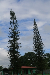 Araucaria columnaris image