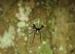 Cryptaranea atrihastula