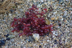 Botryocladia pseudodichotoma