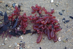 Botryocladia pseudodichotoma