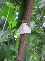 Lymantria xylina