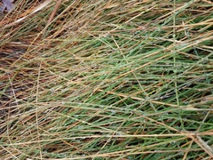 Juncus effusus pacificus