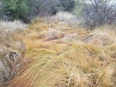 Juncus effusus pacificus
