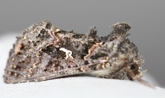 Ctenoplusia limbirena