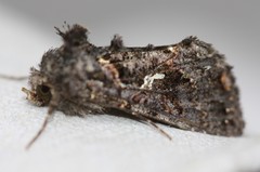 Ctenoplusia limbirena