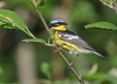 Setophaga magnolia image