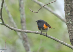 Setophaga ruticilla image