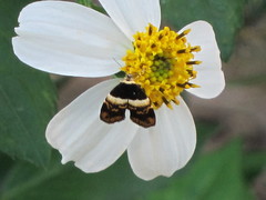 Choreutis xanthogramma