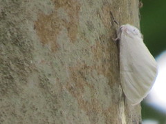 Sphrageidus virguncula