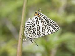 Aphnaeus lilacinus